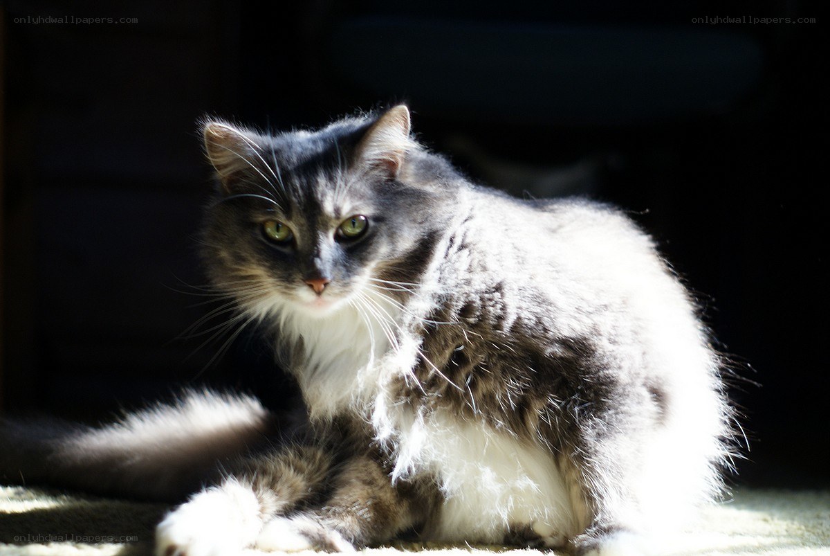 fluffy cat in sunlight