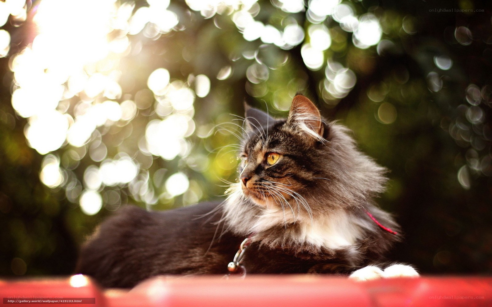 fluffy cat in sunlight