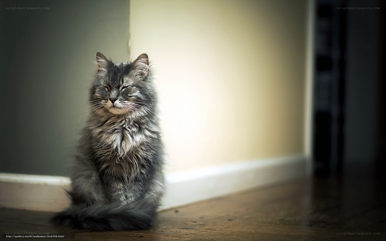 fluffy cat in sunlight