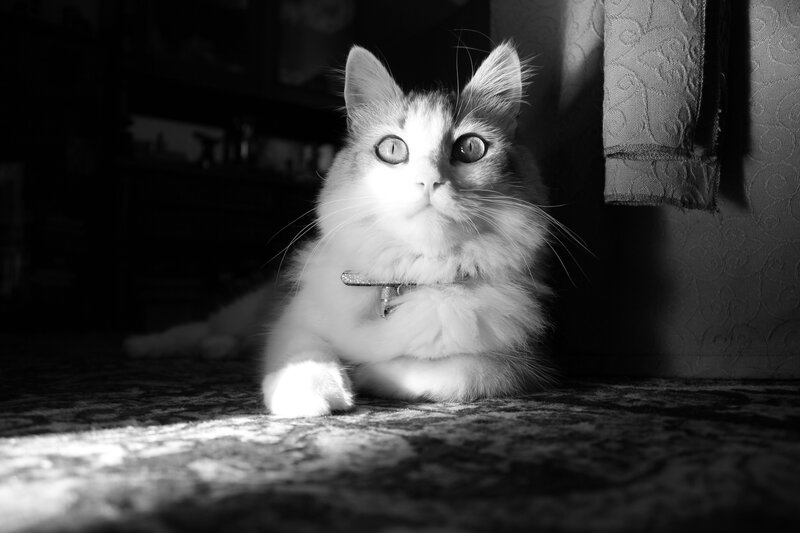 Fluffy Cat in Sunlight — Black, Dramatic
