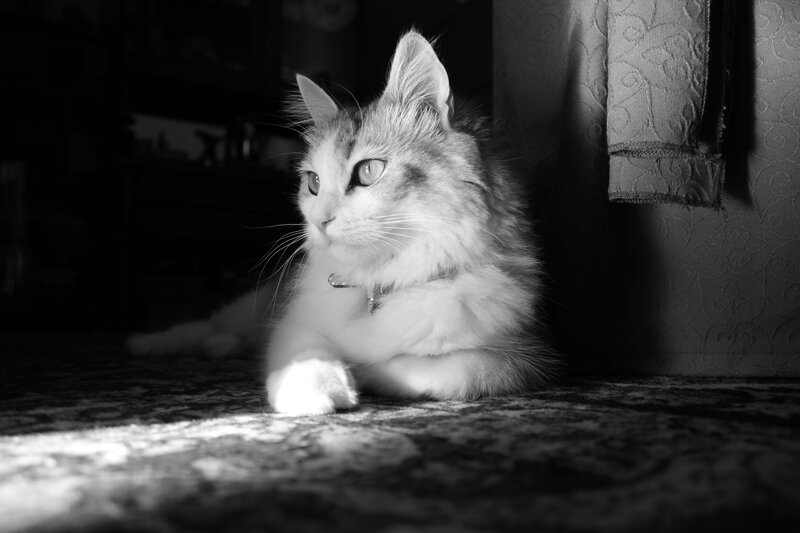 Fluffy Cat in Sunlight — Black