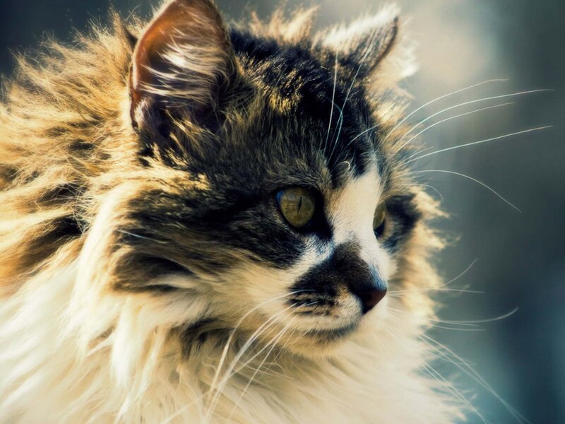 Fluffy Cat in Sunlight — Brown, Calm