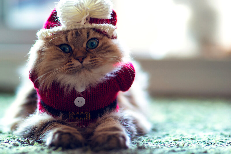Fluffy Cat in Sweater