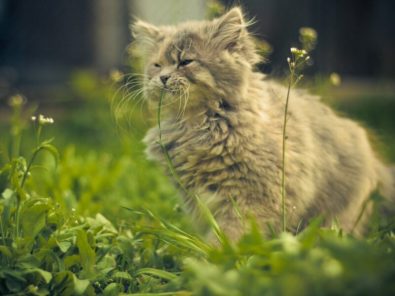 fluffy cat in the grass