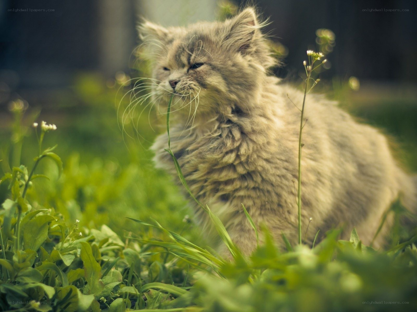 fluffy cat in the grass