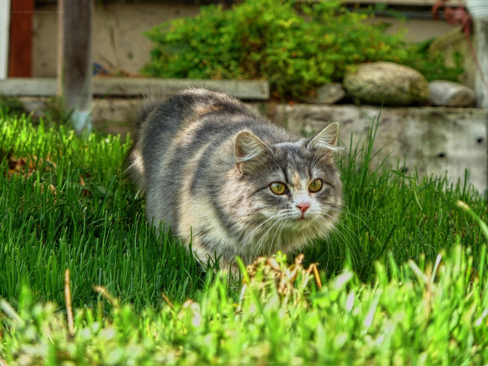 fluffy cat in the grass