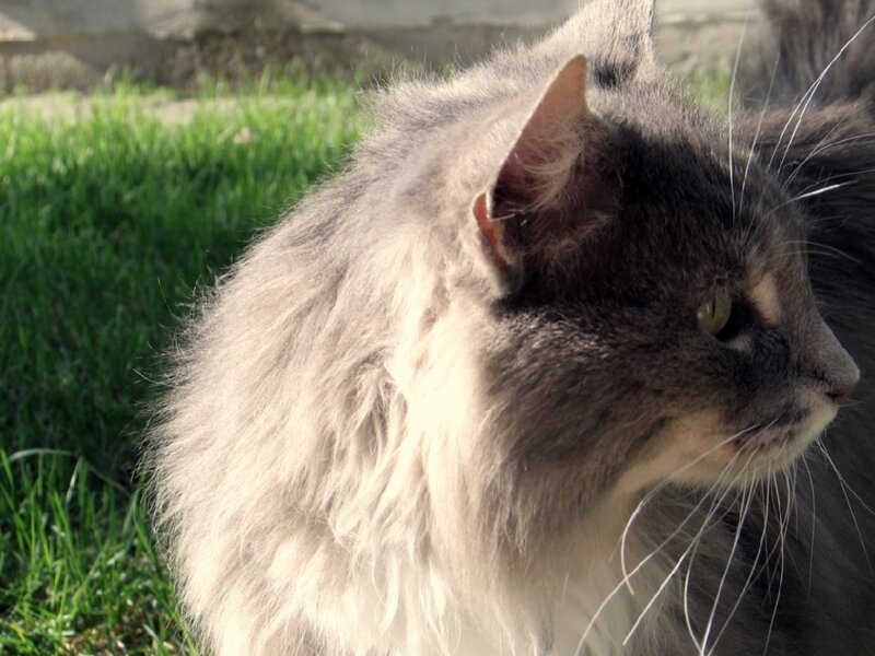 fluffy cat in the grass