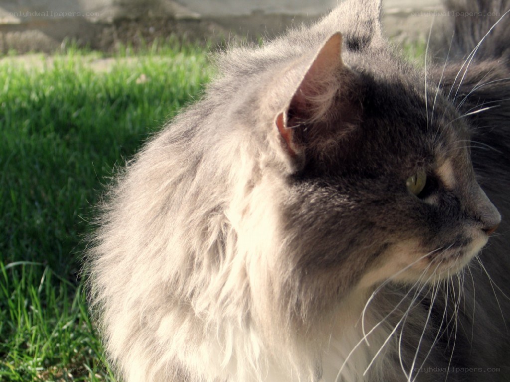 fluffy cat in the grass