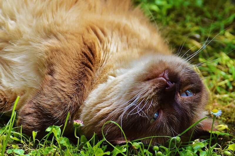 Fluffy cat in the grass