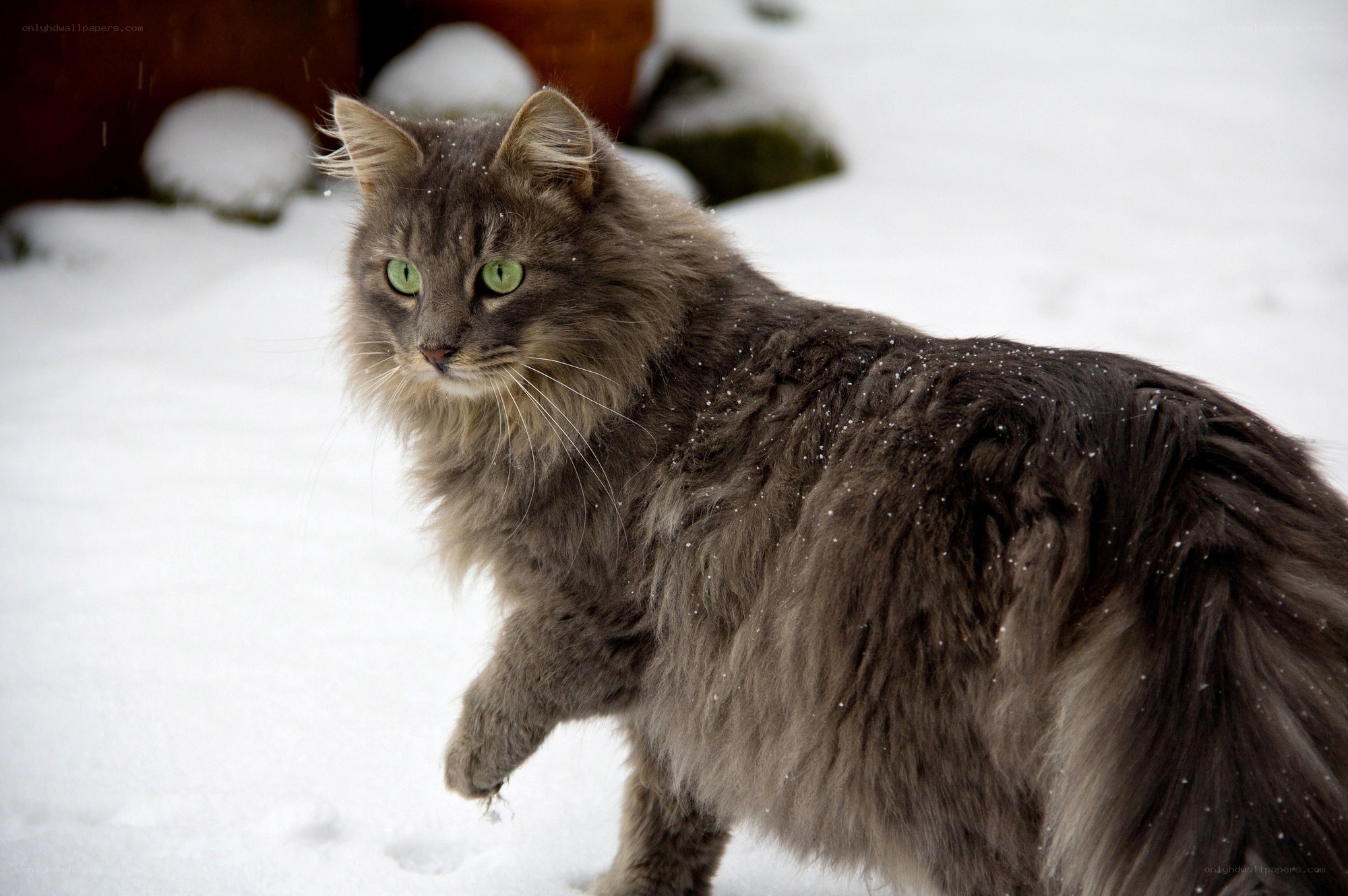 fluffy cat in the snow