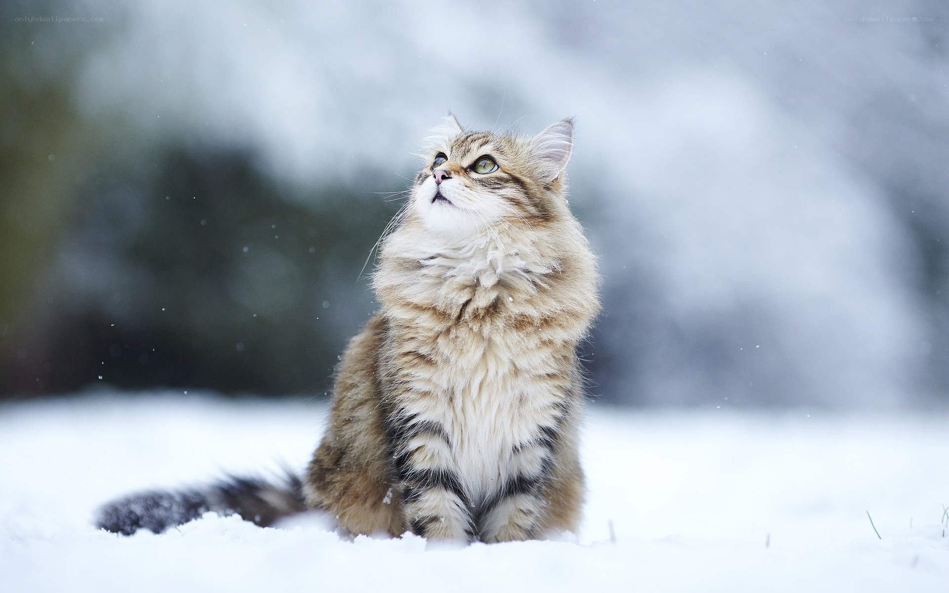 Fluffy cat in the snow