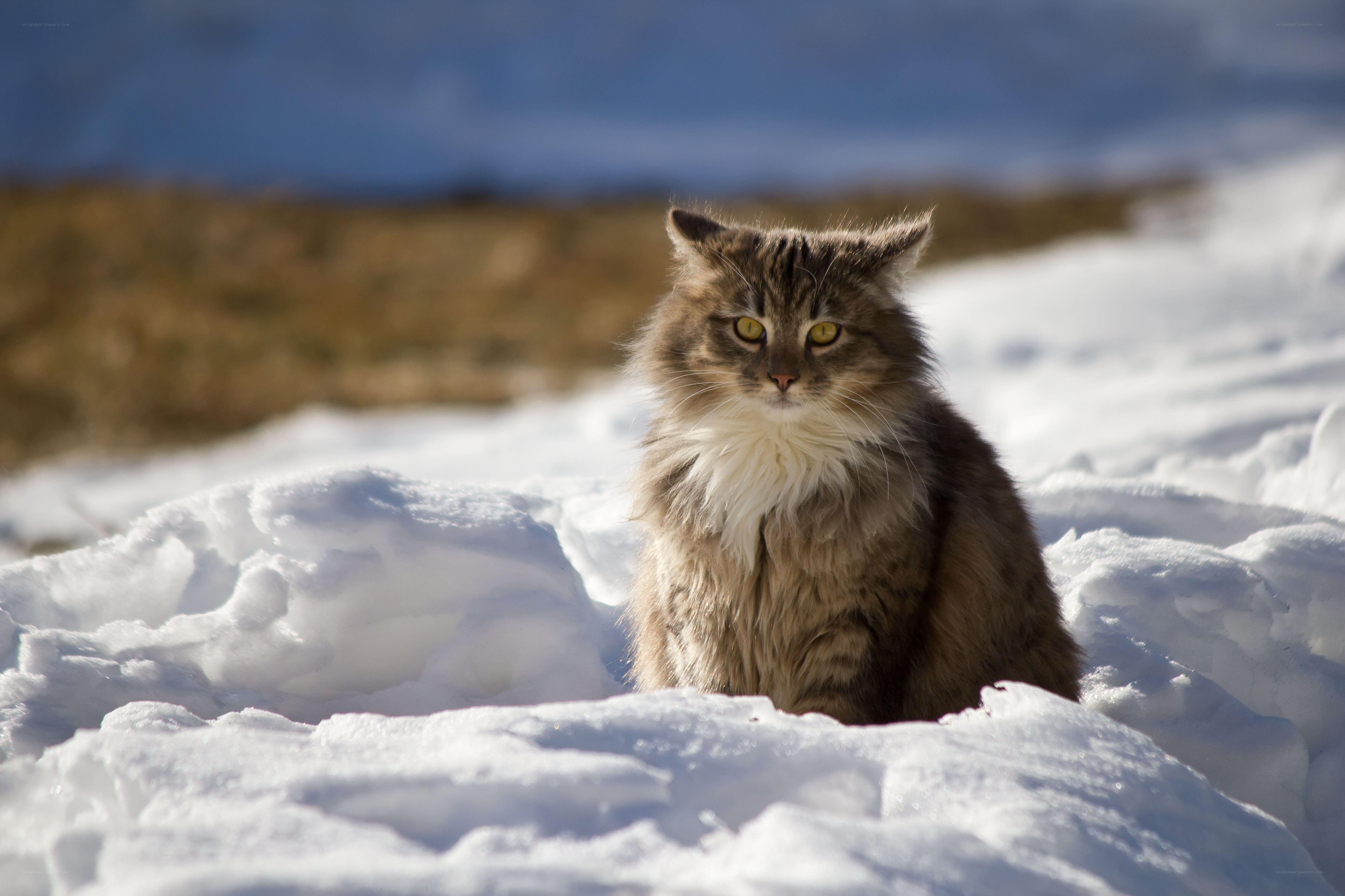Fluffy cat in the snow