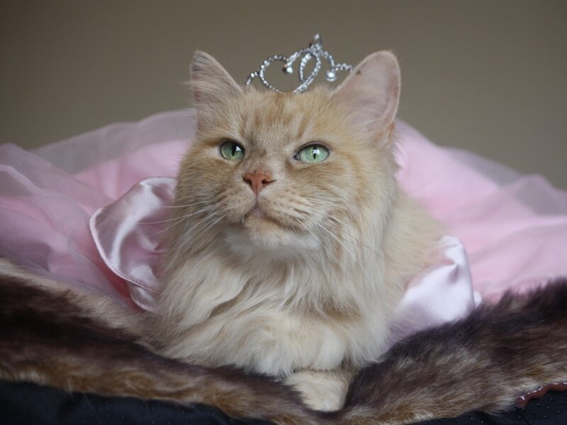 Fluffy Cat in Tiara — Pink