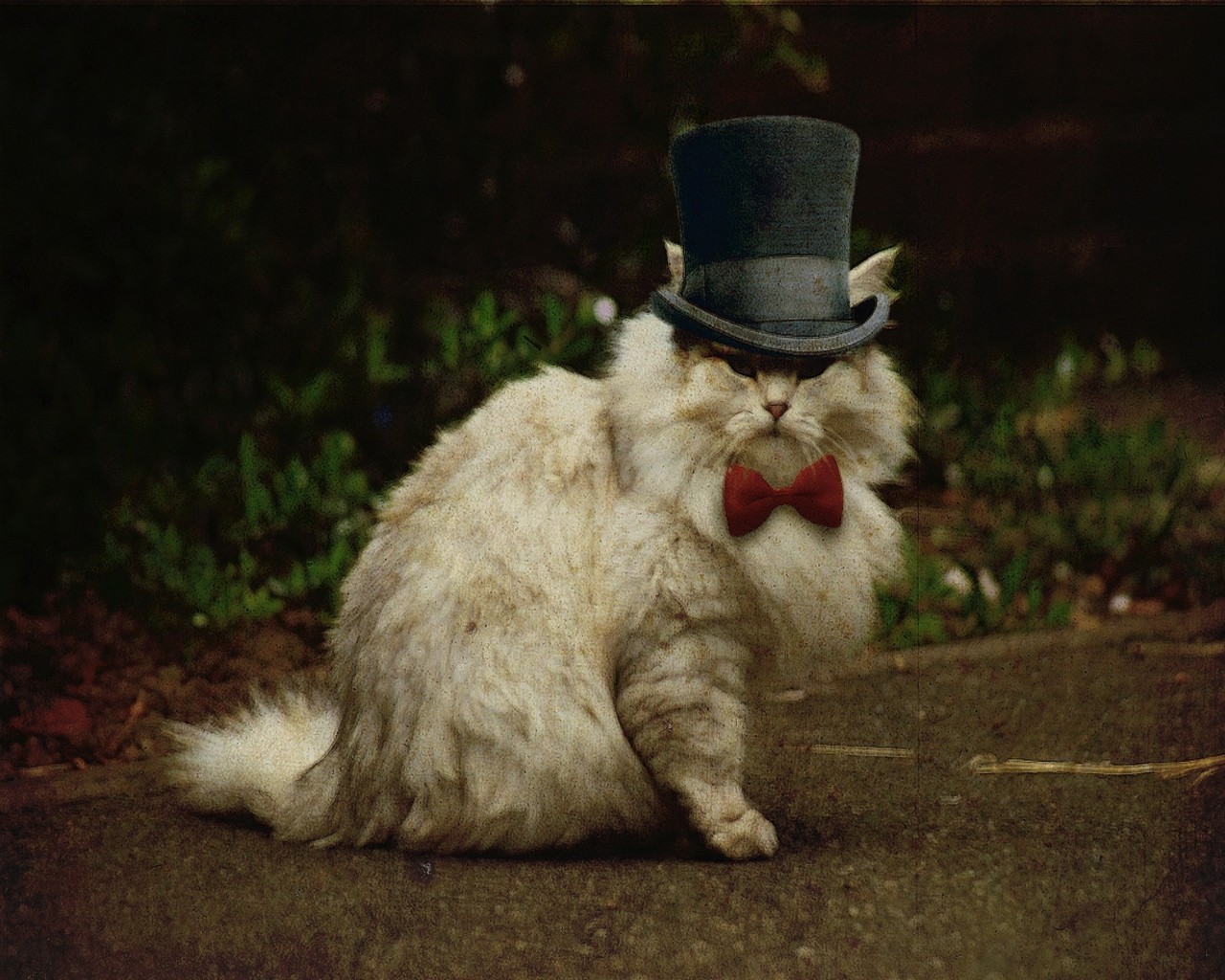 fluffy cat in top hat