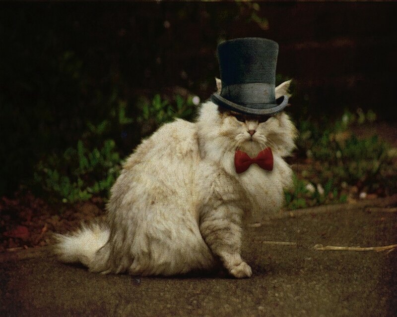 Fluffy Cat in Top Hat — White