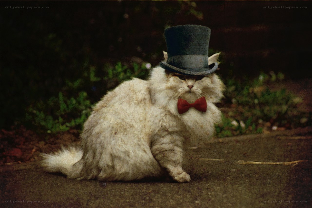 fluffy cat in top hat