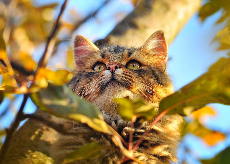Fluffy Cat in Tree — Brown, Calm