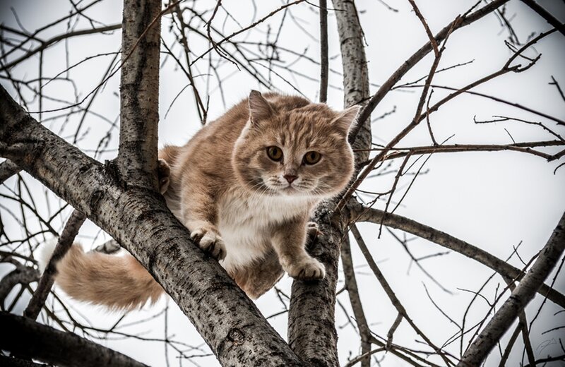 Fluffy Cat in Tree — Brown, Calm, Winter