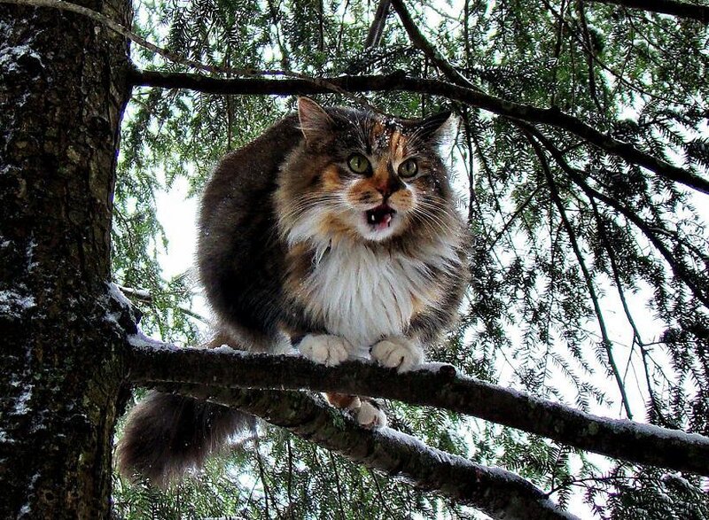 Fluffy Cat in Tree — Brown