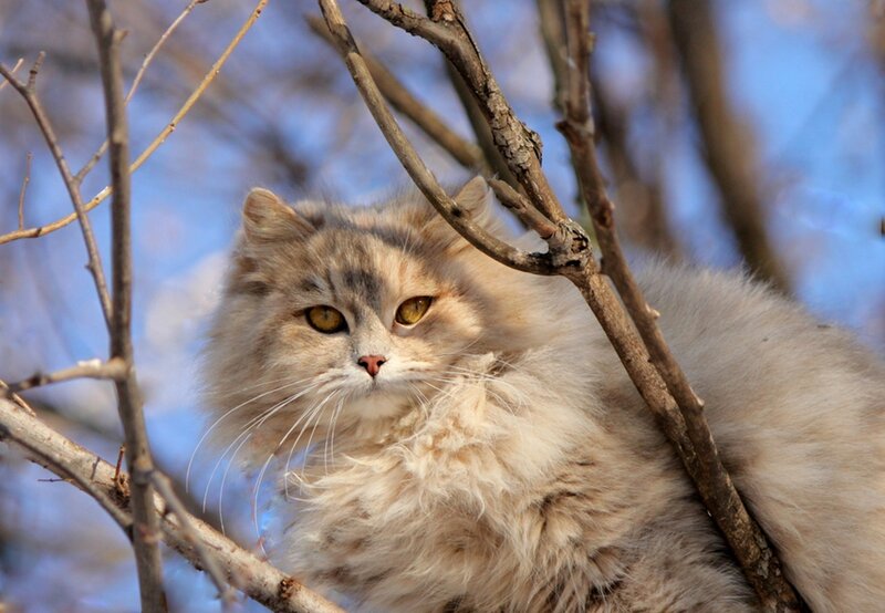 Fluffy Cat in Tree — Gray, Calm