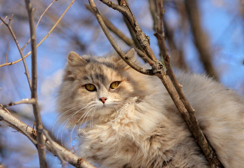 Fluffy Cat in Tree — Gray