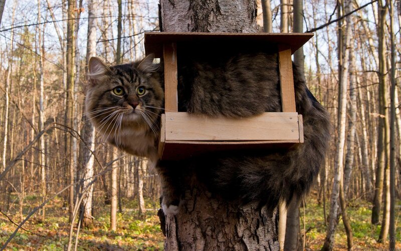 Fluffy Cat in Tree House — Brown