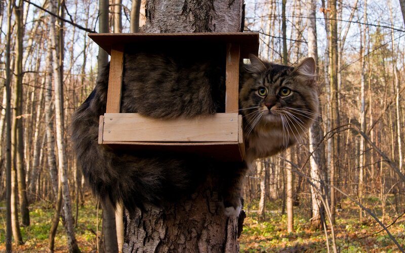 Fluffy Cat in Tree House