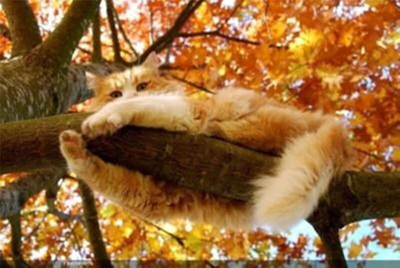 Fluffy Cat in Tree — Orange