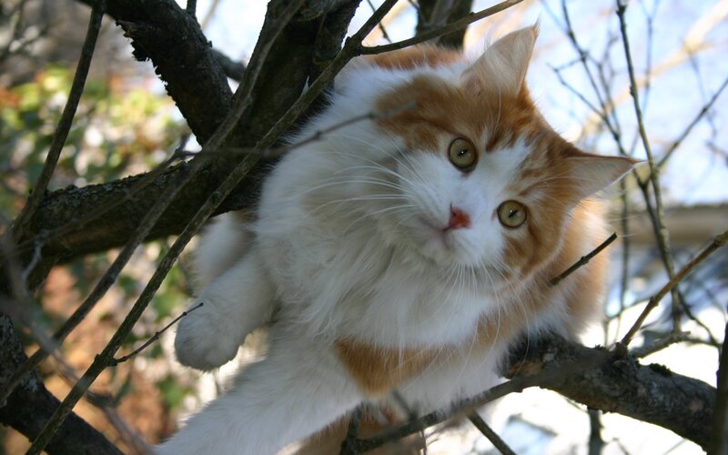 Fluffy Cat in Tree — White, Calm