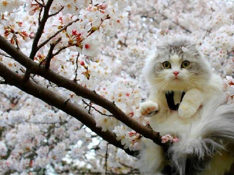 Fluffy Cat in Tree — White, Serene