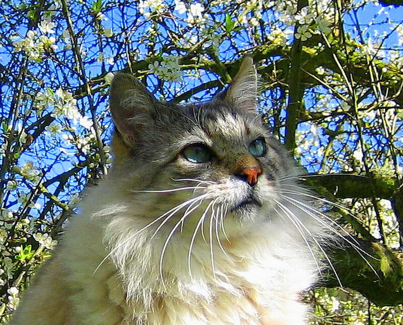 Fluffy Cat in Tree — White