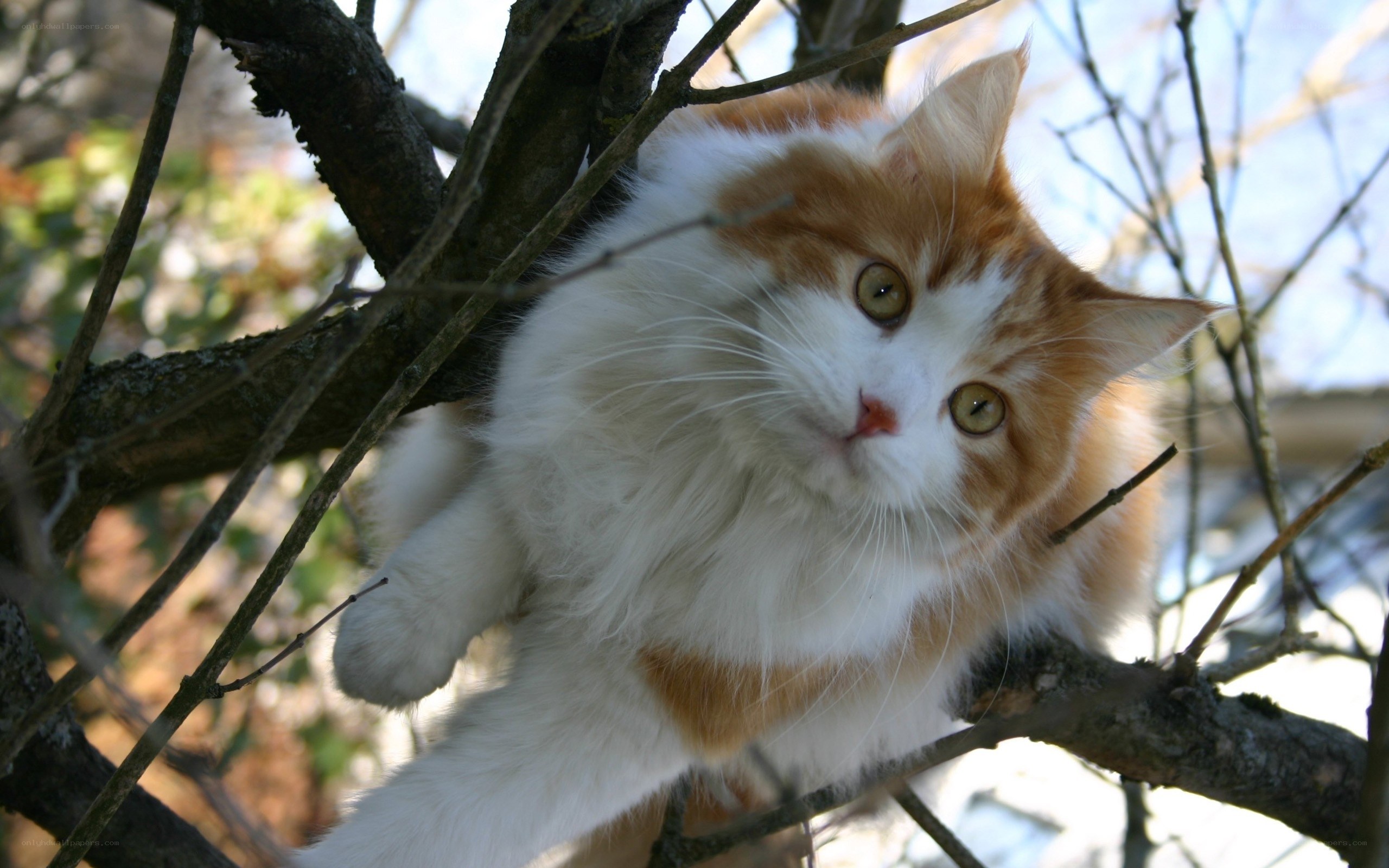 fluffy cat in tree