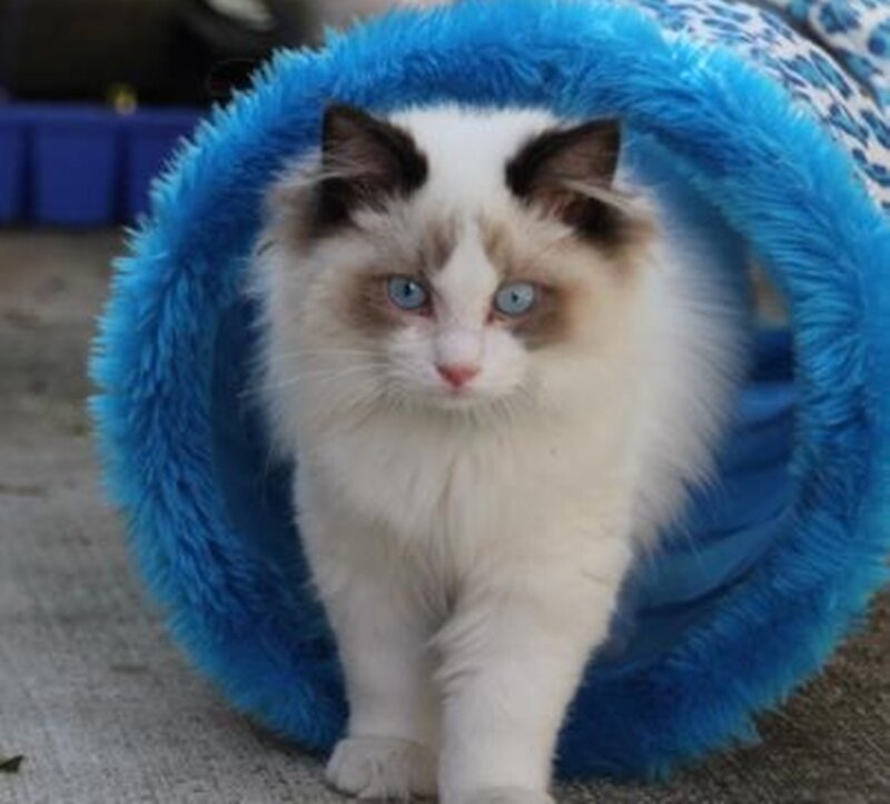 Fluffy Cat in Tunnel