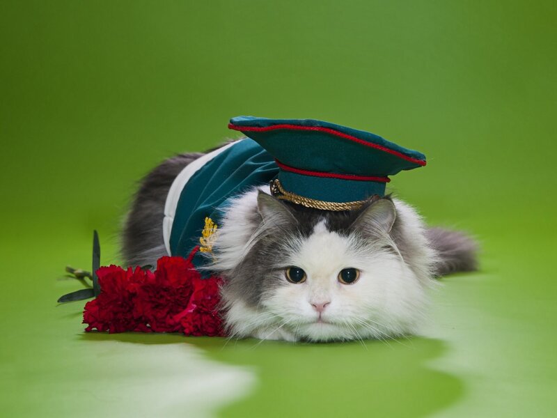 Fluffy Cat in Uniform — Green, Calm