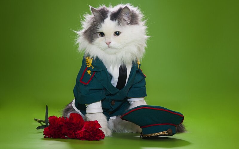 Fluffy Cat in Uniform — Green