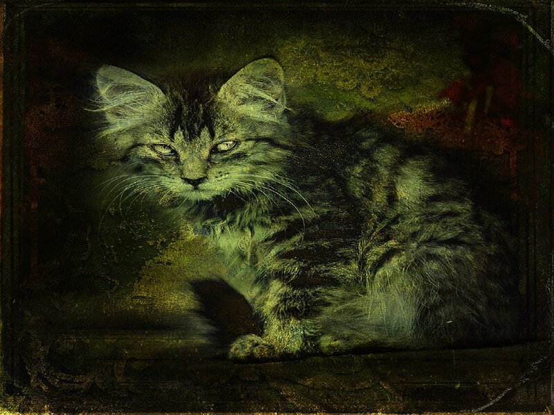 fluffy cat in vintage portrait