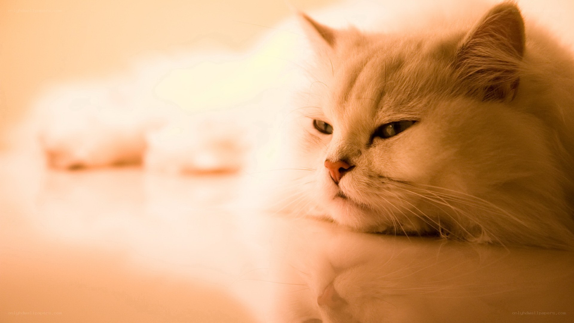 fluffy cat in warm light