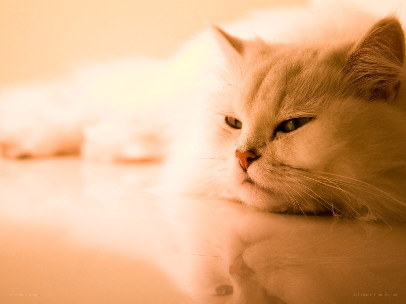 fluffy cat in warm light