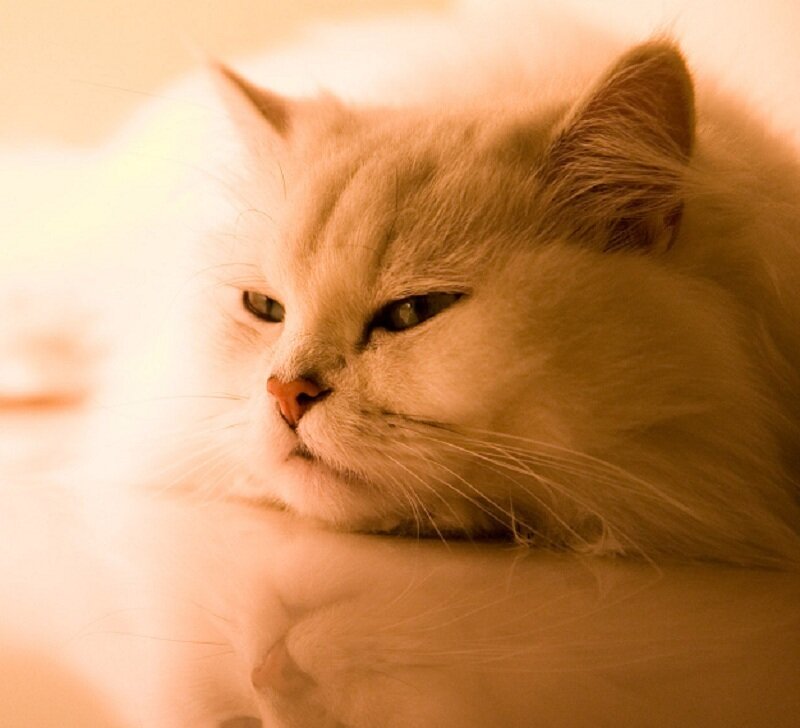fluffy cat in warm light