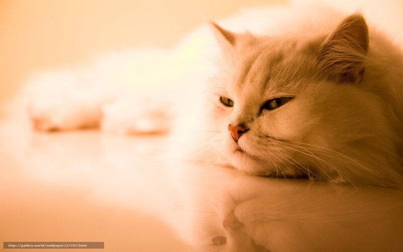 fluffy cat in warm light