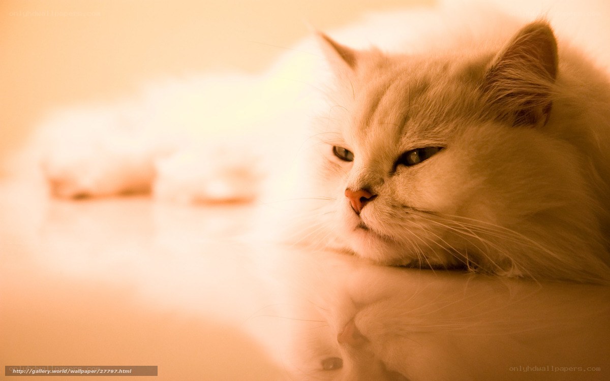 fluffy cat in warm light