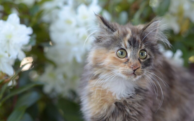 fluffy cat in white flowers