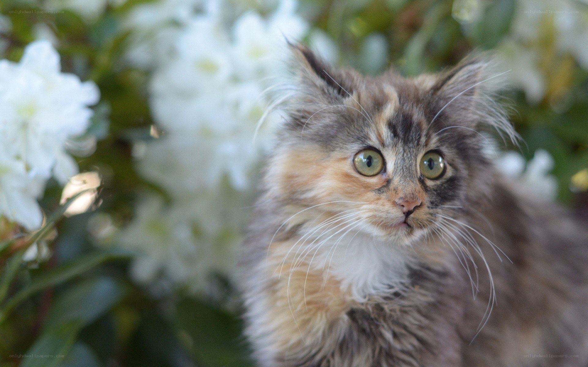 fluffy cat in white flowers
