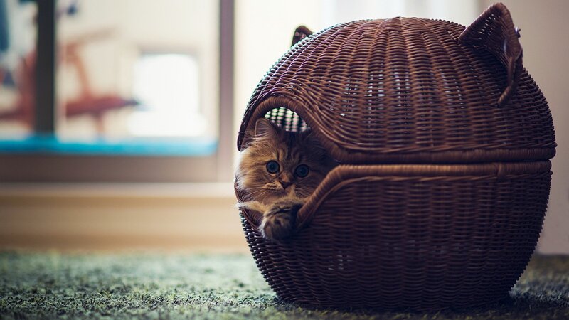 fluffy cat in wicker basket
