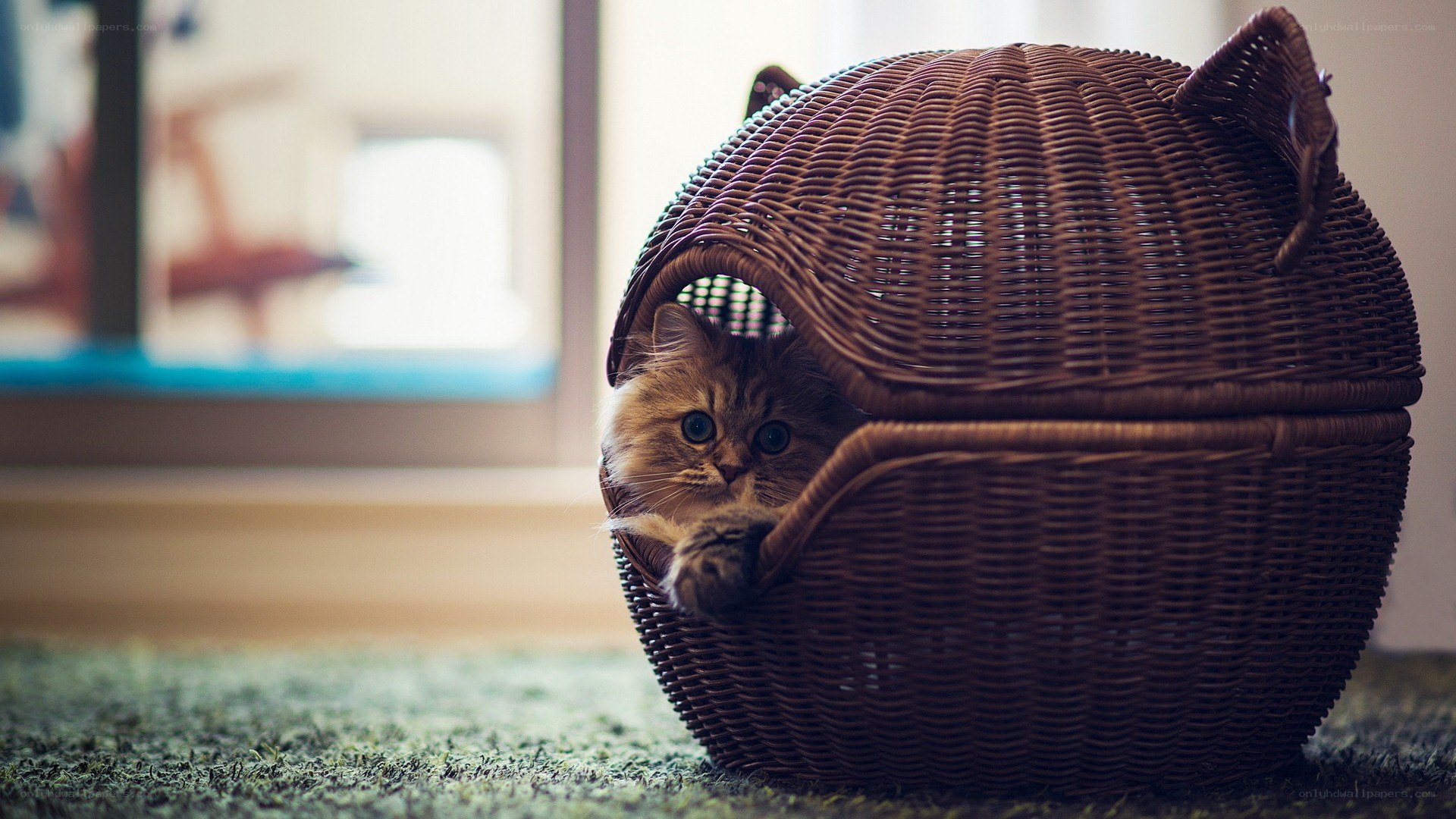 fluffy cat in wicker basket