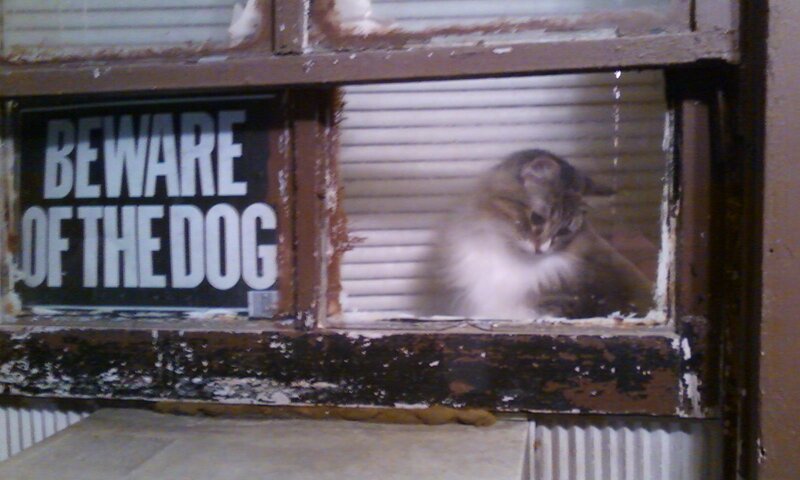 Fluffy Cat in Window