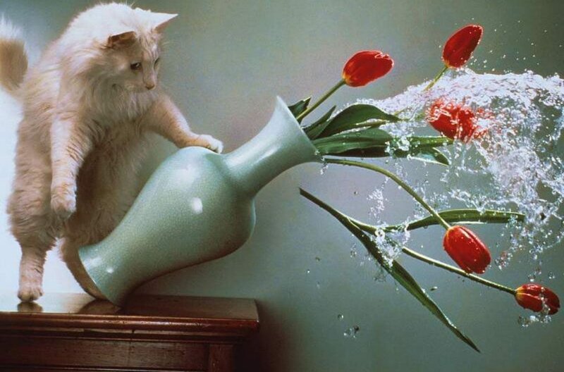 Fluffy Cat Knocking Vase — White, Chaotic