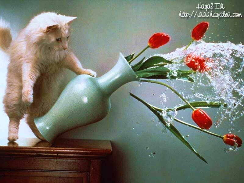 Fluffy Cat Knocking Vase — White