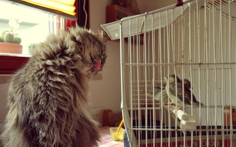 Fluffy Cat Licking — Brown