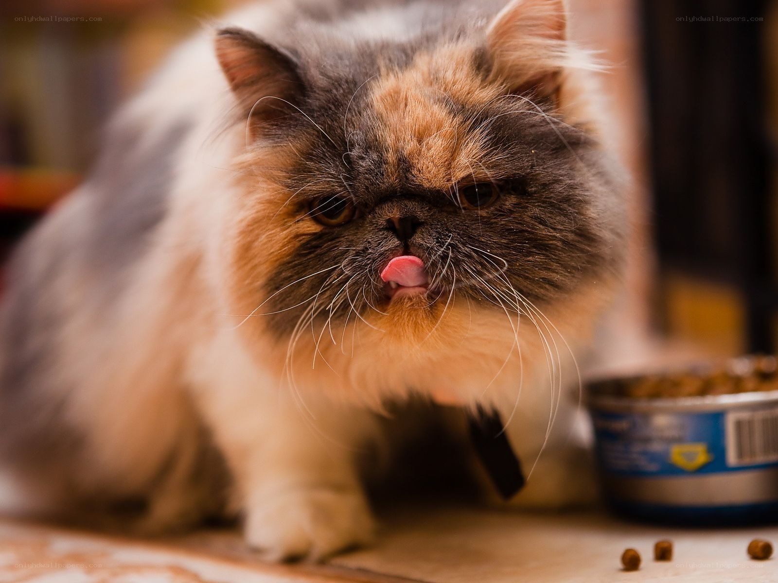 fluffy cat licking its lips